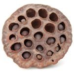 Trypophobia